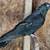 Iranian High Flyer Pigeons for Sale 7 thumbnail