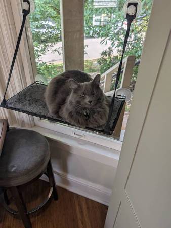 $1,250 / 1br - Room available in nice Cap Hill home | $1250/mo (Seattle)63944964942083124