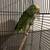Yellow head parrots 2 thumbnail