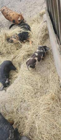 Dos perros de granja (New Bloomfield)63981874880258123