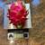 Dragon fruit producing plant --$20 5 thumbnail