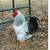 Rooster 2 thumbnail