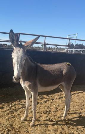 Jack Donkey 1