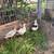 Call ducks 1 thumbnail