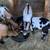 Nigerian Dwarf Herd Reduction 4 thumbnail