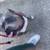 🐾 REAL WORLD DOG TRAINING & BOARDING – ANNAPOLIS | SPECIALS 🤩👀👇 6 thumbnail