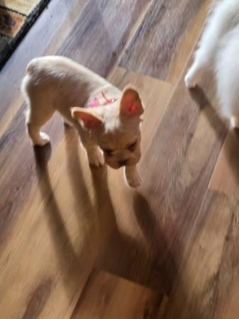 Big rope platinum fluffy frenchie570004350761052162