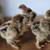 Brahma chicks! 2 thumbnail