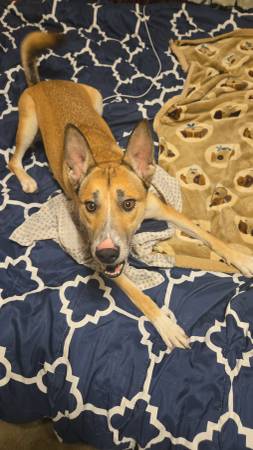 🐾 Looking for a Loving Home for Roxi ❤️ 1