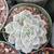 SUCCULENTS: Echeveria and other plants for sale: Large Variety $5 each 21 thumbnail
