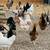 Chickens -laying hens-gallinas 1 thumbnail
