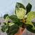 Indoor Plants – Vibrant & Thriving 10 thumbnail