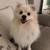Pomeranian For SALE 1 thumbnail