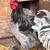 Friendly young Roosters and Guineas 9 thumbnail