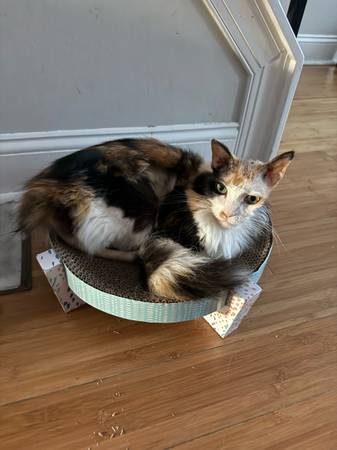 LOST CAT (shaved tail & head) (Philadelphia)63975492360963121