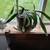 Houseplants 1 thumbnail