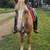 Draft-type Haflinger Horse 19 thumbnail