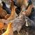 Assorted Pullets 4 1/2 months old 3 thumbnail