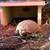 Missing Box turtle 1 thumbnail