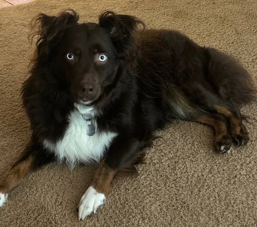 Australian Shepherd (Canby)63895727238146122