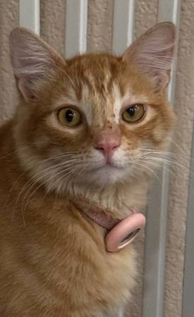 Lost my orange cat 1