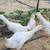 Organic-fed Young Adult Geese, Chinese White Geese and Emdden, eggs 9 thumbnail