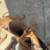 Rehoming Female bully pup 2 thumbnail