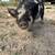 Kune kune piglets 4 thumbnail