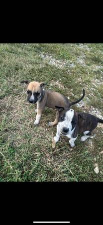Heeler Mix Puppies (Bulls Gap)63884383188609121