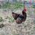 Chocolate Orpington roosters 2 thumbnail
