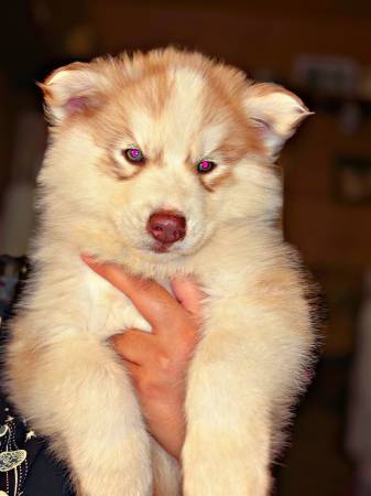 Wooly Husky Pups (Elk Grove)63919895138306124
