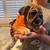 English bulldog puppy …female 3 thumbnail
