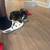 Shihtzu 3 thumbnail