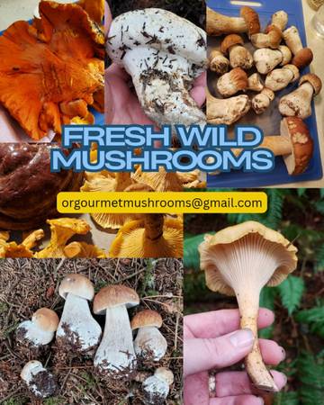 Fresh Wild Mushrooms: Chanterelles, porcini, lobster and more 1
