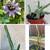 Succulents, cacti, other plants 2 thumbnail