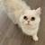Persian cat 1 thumbnail