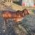 Red Brahma 3 thumbnail