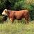 Hereford bulls 8 thumbnail