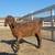 Goat Kids, does & Bucklings 9 thumbnail