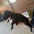 APBT puppies 1 thumbnail