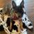 Paws2Paws, Pet Sitting Services 12 thumbnail