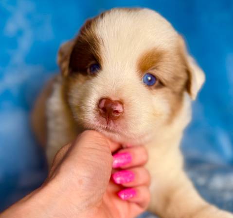 Facetime to take a puppy63654750621443121