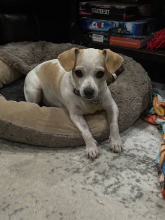 Cruce de Chihuahua/Beagle necesita un nuevo hogar (healdsburg / windsor)63836593114243121