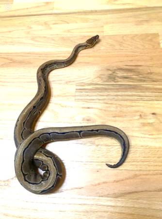 Beautiful ball python female - $175 (scotts valley)63471480208385121