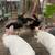 Rabbitts 1 thumbnail