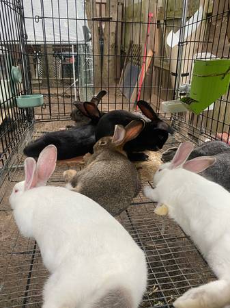 Rabbitts 1