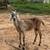 Nubian Mama Goat & Doeling for Sale 3 thumbnail