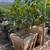MATURE CITRUS TREES 8 thumbnail