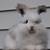 English Angora Rabbits 2 thumbnail