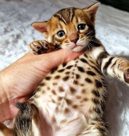 Bengal availableCat 1
